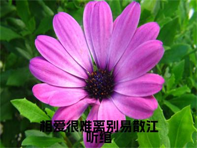 裴清衍江听绾（相爱很难离别易散江听绾）全文免费阅读_（相爱很难离别易散江听绾）裴清衍江听绾最新章节列表_笔趣阁
