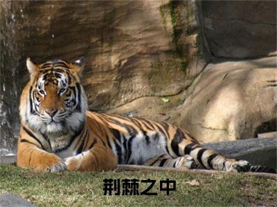 （白希陈冀小说完整版）荆棘之中全文免费阅读-（荆棘之中）白希陈冀小说最新章节列表