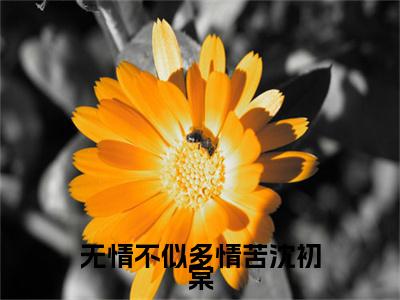陆辞安沈初棠全文免费阅读无弹窗-（陆辞安沈初棠）无情不似多情苦沈初棠小说全文在线阅读笔趣阁