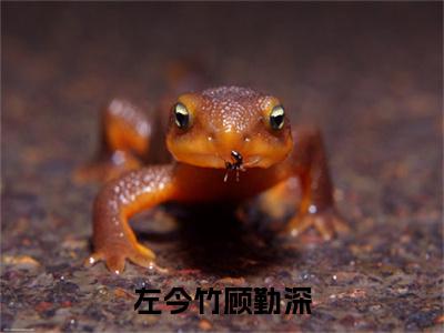 （热推新书）左今竹顾勤深全文免费阅读无弹窗大结局-热推顾勤深左今竹无弹窗阅读左今竹顾勤深在线阅读