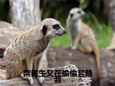 梁医生又在偷偷套路我全文（宋佳曦梁欢）全文免费阅读无弹窗大结局_宋佳曦梁欢全文免费阅读最新章节列表