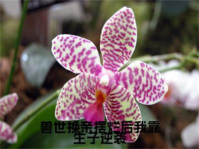 兽世换亲摆烂后我靠生子逆袭小说全文免费阅读_付清（付清）最新章节列表笔趣阁