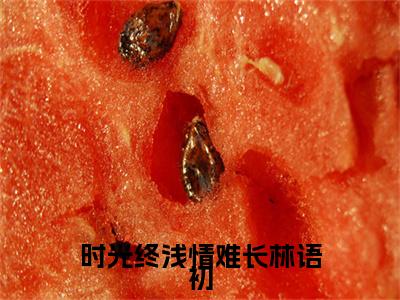 时光终浅情难长林语初（霍辰锦林语初小说）全文免费阅读无弹窗大结局_霍辰锦林语初小说免费阅读-笔趣阁