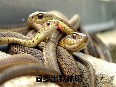 主角是林昭的小说（阎罗出狱林昭）-（阎罗出狱林昭）林昭全文免费阅读无弹窗大结局笔趣阁