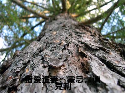 许赞霍廷昀（错爱追妻：霍总，请克制）全文免费阅读无弹窗大结局_错爱追妻：霍总，请克制最新章节列表_笔趣阁