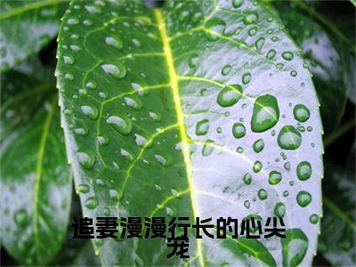 追妻漫漫行长的心尖宠小说讲的是什么-沈以谦陆洛晚精彩章节目录观看