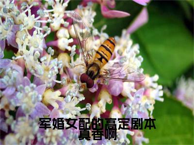夏七月傅淮之（军婚女配的高定剧本真香啊）免费小说-军婚女配的高定剧本真香啊全文在线阅读