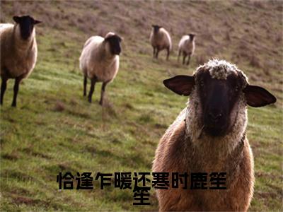 宋听澜鹿笙笙恰逢乍暖还寒时鹿笙笙老书虫推荐小说免费阅读_（宋听澜鹿笙笙）完整版全文在线赏析