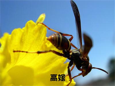 高嫁全文小说（萧暄顾昙）在线阅读无弹窗大结局_萧暄顾昙全文在线阅读无弹窗