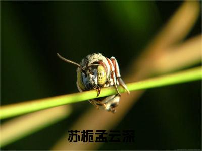 苏栀孟云深（苏栀孟云深）高质量小说免费阅读-主角是苏栀孟云深的小说叫什么名字（苏栀孟云深）