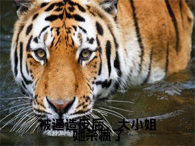 沈朝容是哪部小说的主角-被逼造反后，大小姐她杀疯了（沈朝容）全文无弹窗完整版阅读被逼造反后，大小姐她杀疯了