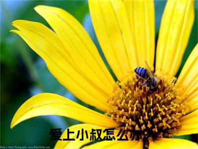 爱上小叔怎么办？小说林汐妍厉亦寒（已完结小说全集完整版大结局）爱上小叔怎么办？小说全文阅读笔趣阁