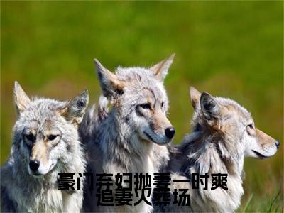 晓宝蓓小说_小说豪门弃妇抛妻一时爽追妻火葬场免费阅读最新章节列表（晓宝蓓）笔趣阁