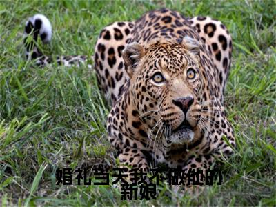 盛纤纤叶南辰（婚礼当天我不做他的新娘）的小说完整版免费阅读主角是（盛纤纤叶南辰）婚礼当天我不做他的新娘无弹窗免费阅读
