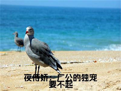 苏沅陆忱免费版最新更新阅读-夜侍娇：厂公的独宠要不起小说全文在线阅读