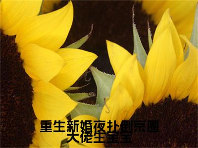 重生新婚夜扑倒京圈大佬生宝宝全文免费阅读大结局-（沈珍珍凤西诀）最新章节列表在线阅读