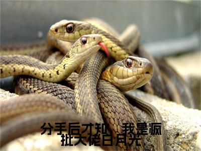 分手后才知，我是疯批大佬白月光最新章节（沈清禾贺景麟）全文免费阅读无弹窗大结局_沈清禾贺景麟分手后才知，我是疯批大佬白月光全文免费阅读
