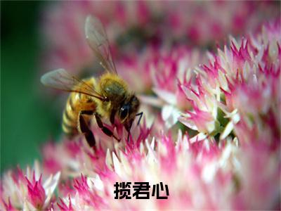 揽君心全文免费阅读大结局_揽君心（萧城渊）完整版在线赏析
