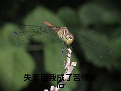 顾知渺的小说免费阅读（失恋后我成了苦情天后小说免费阅读）全文免费阅读大结局-失恋后我成了苦情天后热门榜单好书推荐