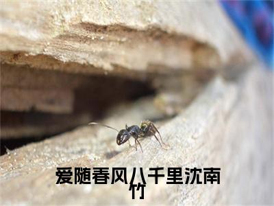 爱随春风八千里沈南竹小说（沈南竹）全文免费阅读无弹窗大结局_沈南竹小说最新章节列表_笔趣阁