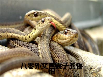 小说八零外交官妻子的悔恨免费阅读-（闻哲远）全文无弹窗阅读