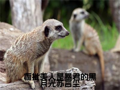 柳依苏言尘（疯批美人是暴君的黑月光苏言尘）免费小说完整版阅读-（柳依苏言尘）最新章节在线阅读