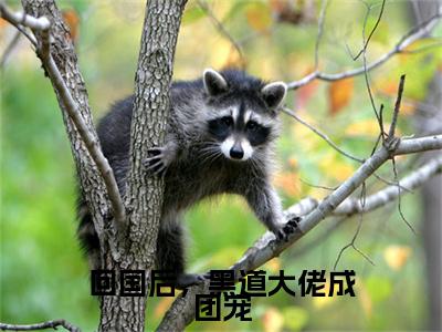 回国后，黑道大佬成团宠小说（江宥礼林清也）全文免费阅读无弹窗大结局_回国后，黑道大佬成团宠小说最新章节列表_笔趣阁