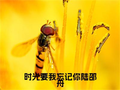 池惜念陆邵舟新书时光要我忘记你陆邵舟看全文小说-池惜念陆邵舟小说资源阅读时光要我忘记你陆邵舟