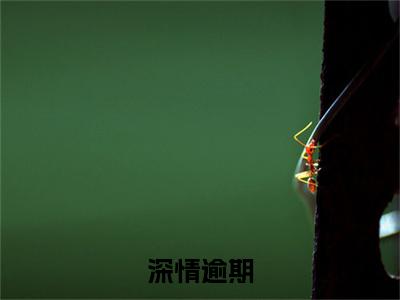 温泽霖全文免费大结局深情逾期小说在线阅读
