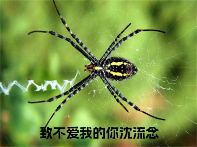 沈流念（致不爱我的你沈流念）全文免费阅读无弹窗大结局_沈流念小说全文大结局