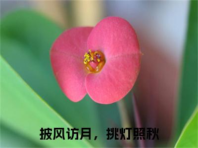 主角陆哲明小说披风访月，挑灯照秋小说全文免费阅读