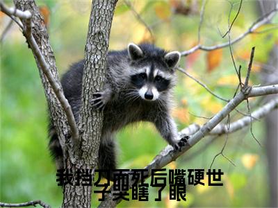 （我挡刀而死后嘴硬世子哭瞎了眼）全文免费阅读无弹窗大结局_（宋晚意江长逸）章节列表_笔趣阁