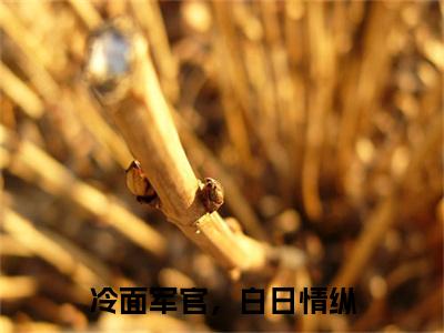 冷面军官，白日情纵（浔苑）全文无弹窗阅读-冷面军官，白日情纵（浔苑）最新章节完整版阅读