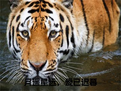 月遥星远，爱已迟暮（岑瑶）全文免费阅读无弹窗大结局_月遥星远，爱已迟暮全文完整无删减版免费阅读