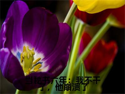 温栩之顾寒宴是什么小说-（当秘书六年：我不干了，他崩溃了全文阅读）最新章节列表（番外）+（全文）
