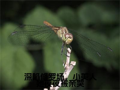 深陷修罗场，小美人她夜夜被亲哭精选小说大结局阅读_（明婳）深陷修罗场，小美人她夜夜被亲哭免费阅读最新章节列表