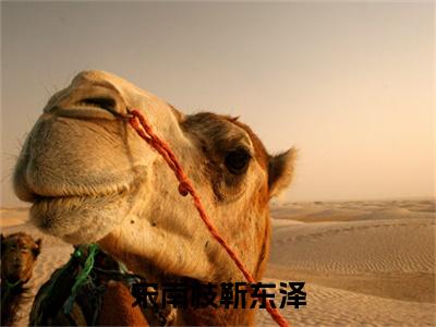 （宋南枝靳东泽）宋南枝靳东泽全文免费阅读无弹窗大结局_宋南枝靳东泽全文免费完结版阅读（宋南枝靳东泽）