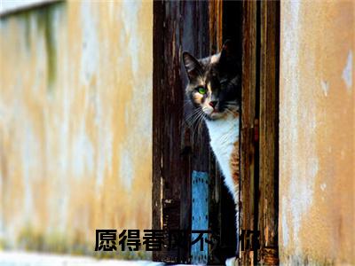愿得春风不遇你小说全文大结局-愿得春风不遇你（莫雨萱顾淮安）小说全文免费阅读