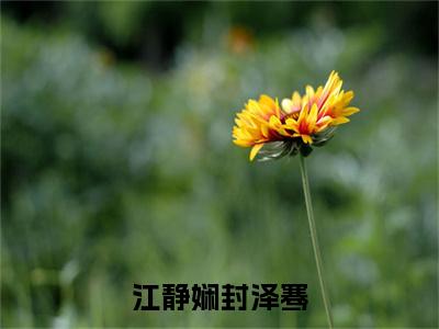 江静娴封泽骞（江静娴封泽骞）小说免费下载全本-江静娴封泽骞（江静娴封泽骞完整版）免费阅读大结局