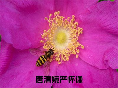 抖音高赞小说唐清婉严怀谦在线阅读唐清婉严怀谦新上现代言情小说推荐