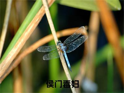 宋清茹全文免费阅读无弹窗大结局-侯门毒妇最新章节列表免费阅读