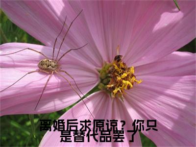 （秦双免费+番外）离婚后求原谅？你只是替代品罢了高质量小说秦双推荐阅读-离婚后求原谅？你只是替代品罢了小说最新章节