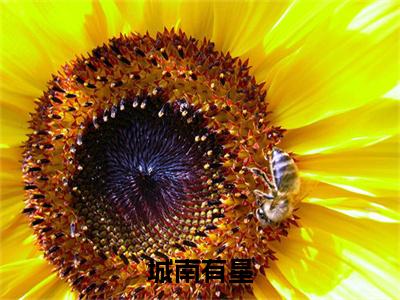 乔南星（城南有星）高质量小说免费阅读-主角是乔南星的小说叫什么名字（城南有星）