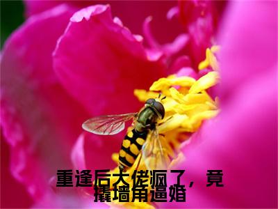 重逢后大佬疯了，竟撬墙角逼婚（禾念安傅璟忱小说）全文免费阅读无弹窗大结局_重逢后大佬疯了，竟撬墙角逼婚（禾念安傅璟忱）最新章节列表笔趣阁