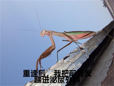沈景霄苏青橙（重逢后，我把前男友踹进泌尿外科）全文阅读完整版_沈景霄苏青橙（重逢后，我把前男友踹进泌尿外科）小说免费阅读大结局无删减