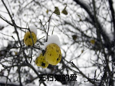 无归处的爱（苏眠宋临深）全文完整版免费阅读_无归处的爱最新章节列表_笔趣阁（苏眠宋临深）