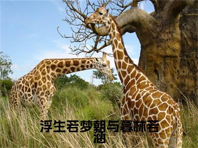 浮生若梦朝与暮林若涵（易之野林若涵）全文免费阅读无弹窗大结局_（易之野林若涵）免费阅读无弹窗最新章节列表