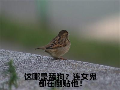 这哪是舔狗？连女鬼都在倒贴他！（陈震）全文免费阅读无弹窗大结局_（陈震）全文最新章节列表