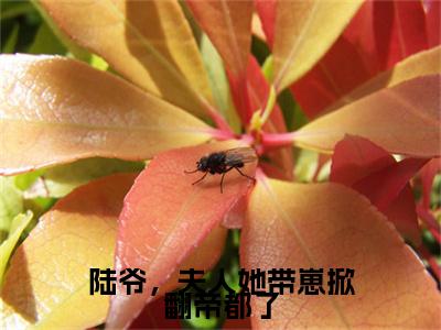 陆爷，夫人她带崽掀翻帝都了（唐慕笙）全文免费阅读无弹窗大结局_陆爷，夫人她带崽掀翻帝都了免费最新章节列表_笔趣阁