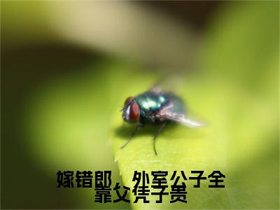 嫁错郎，外室公子全靠父凭子贵（沈幼薇沈辰安）全文免费阅读无弹窗大结局_（沈幼薇沈辰安）全文阅读_笔趣阁（嫁错郎，外室公子全靠父凭子贵）